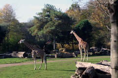 Zoo28.jpg