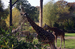 Zoo29.jpg