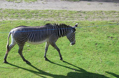Zoo30.jpg