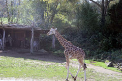 Zoo31.jpg