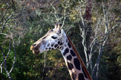 Zoo32.jpg
