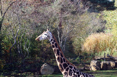 Zoo33.jpg