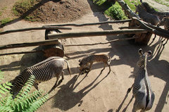 Zoo34.jpg