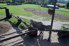 Zoo35.jpg