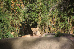 Zoo36.jpg