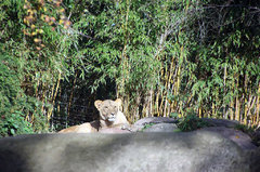 Zoo37.jpg