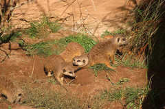 Zoo38.jpg