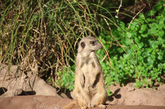 Zoo40.jpg