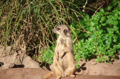 Zoo41.jpg