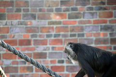 Zoo43.jpg