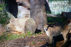 Zoo45.jpg