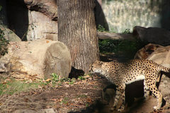 Zoo46.jpg