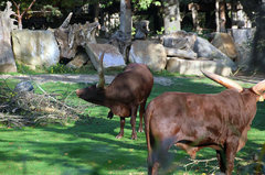 Zoo53.jpg