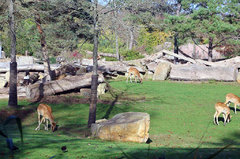 Zoo54.jpg