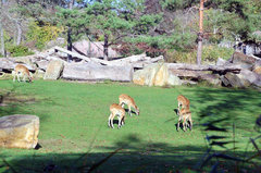 Zoo55.jpg