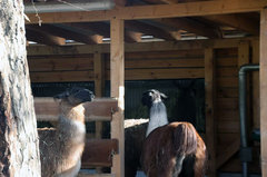 Zoo57.jpg