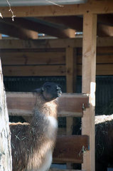 Zoo59.jpg