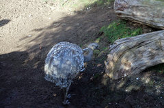 Zoo68.jpg