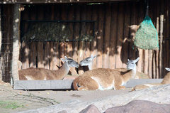 Zoo70.jpg