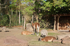 Zoo71.jpg