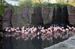 Zoo72.jpg