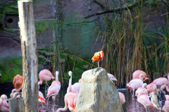 Zoo73.jpg