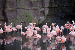 Zoo74.jpg