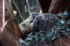 Zoo4.jpg