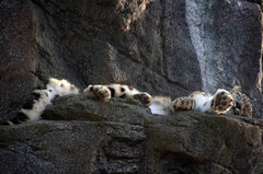 Zoo7.jpg