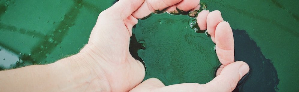 Mit Spirulina Körper entgiften?