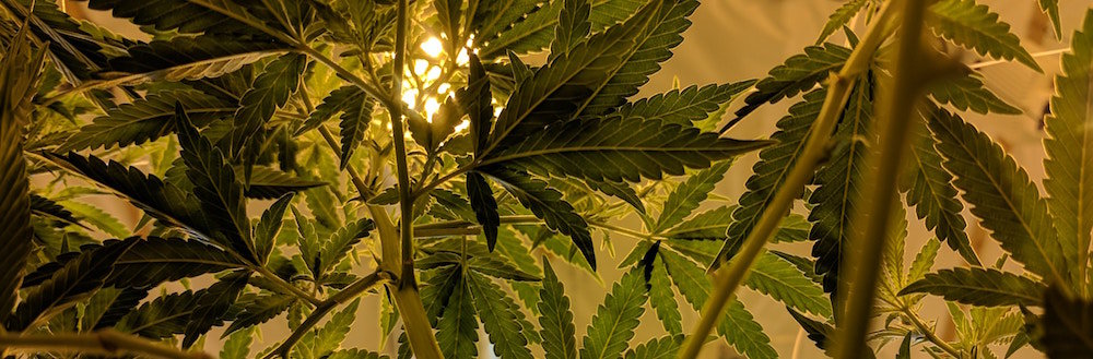 Cannabis – was denkt Ihr darüber?