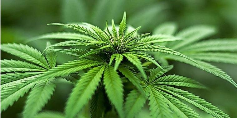 Cannabis und Psoriasis – Eure Erfahrungen?