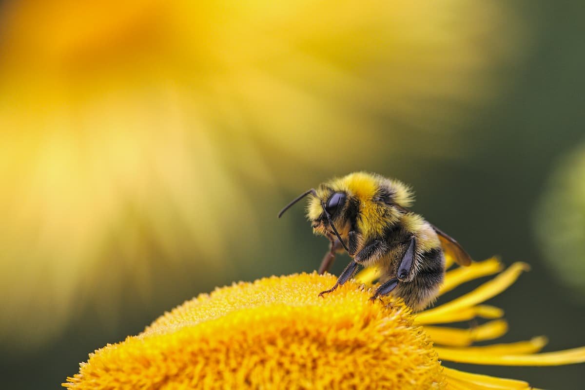 Meine Wundermittel: Propolis und Kanne Brottrunk