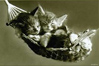 pickedy1