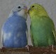 Berliner-Jule