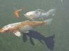 Babyfish