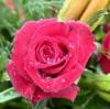 Rose48