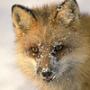 Fuchs