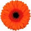 gerbera