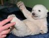 Knut