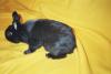 bobbi-2006