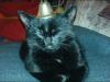 mischa