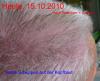 post-25672-033841600 1287142059_thumb.jpg