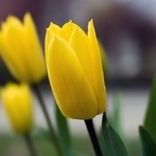 Tulipa