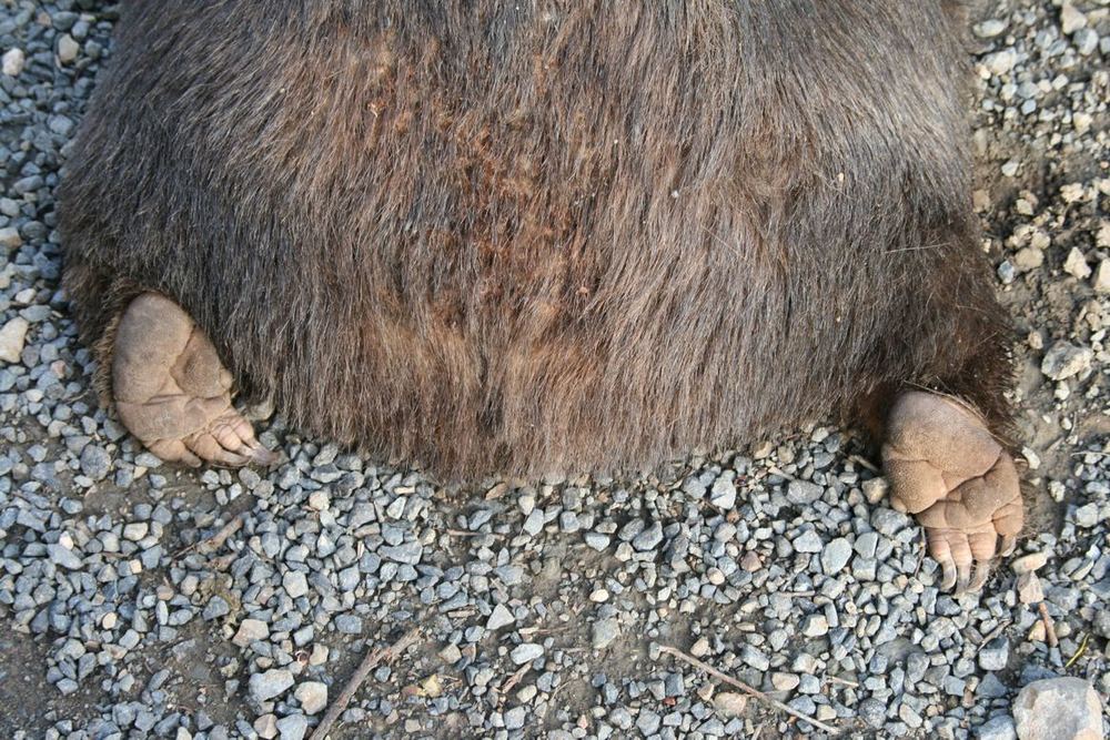 wombat.jpg