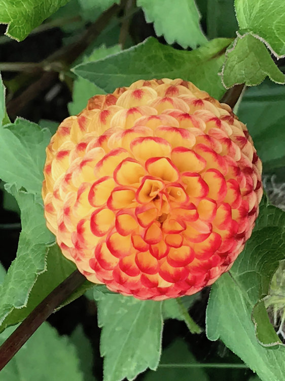 IMG_4555_DxO Kopie.jpg