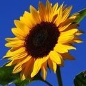 Sonnenkind28b