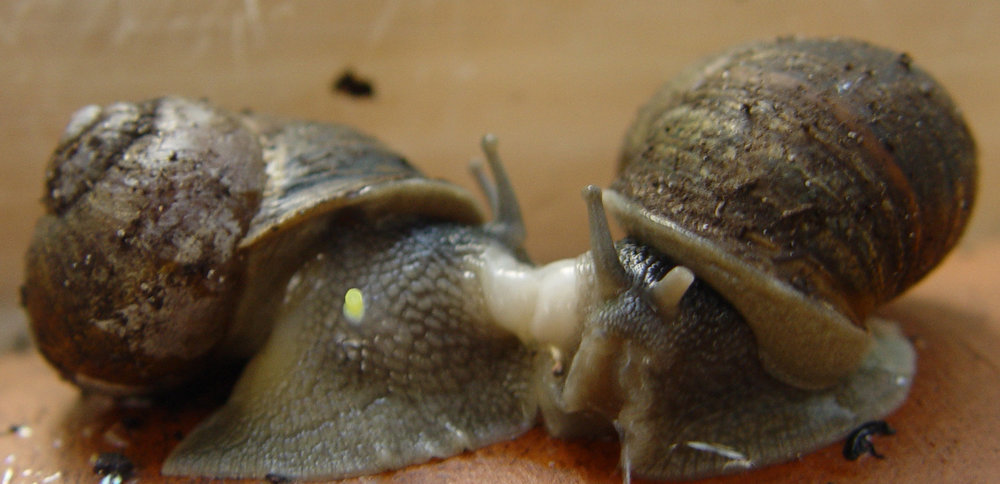 zweikopulierendeSchnecken.thumb.jpg.d9a97a159baf955b9373fe95599dc0f9.jpg