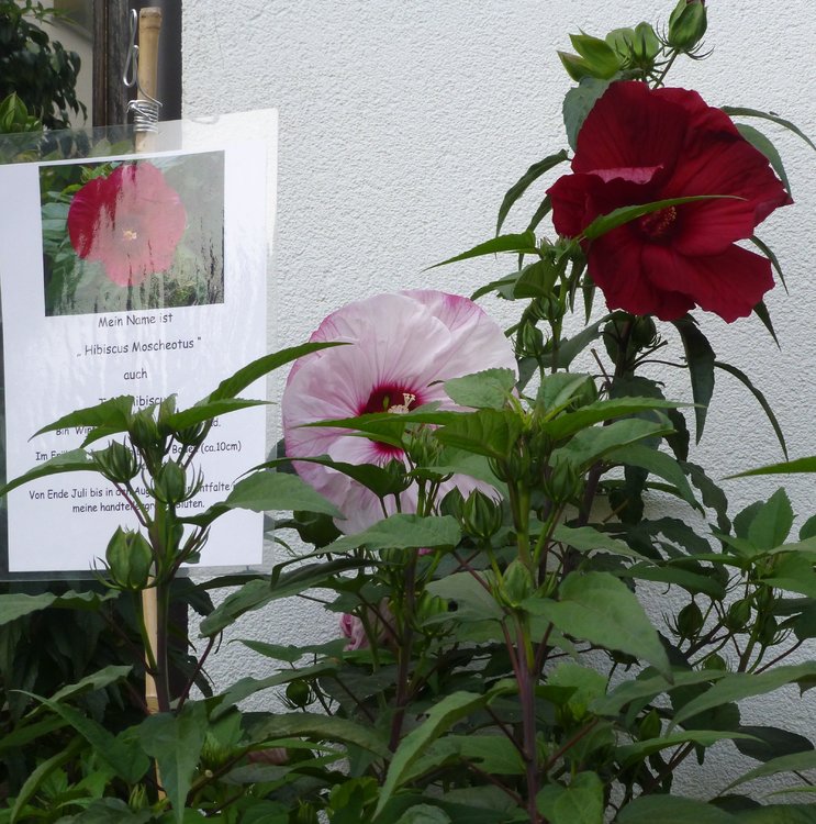 P1050708 (2).JPG