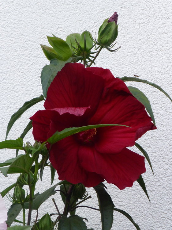 P1050710.JPG